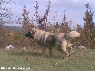 Fils de Vihor x Klejica